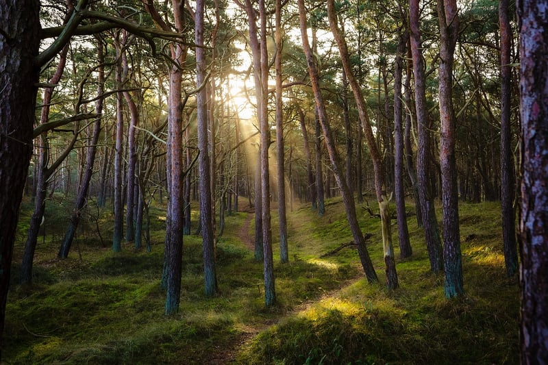 Forest Trail
